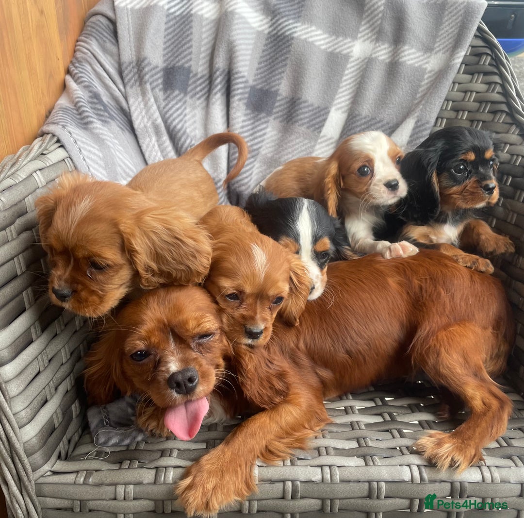 Cavalier King Charles Spaniel dogs for sale: Cavalier King Charles pups - Image 4