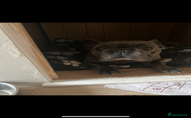 French Bulldog dogs - Advert 3