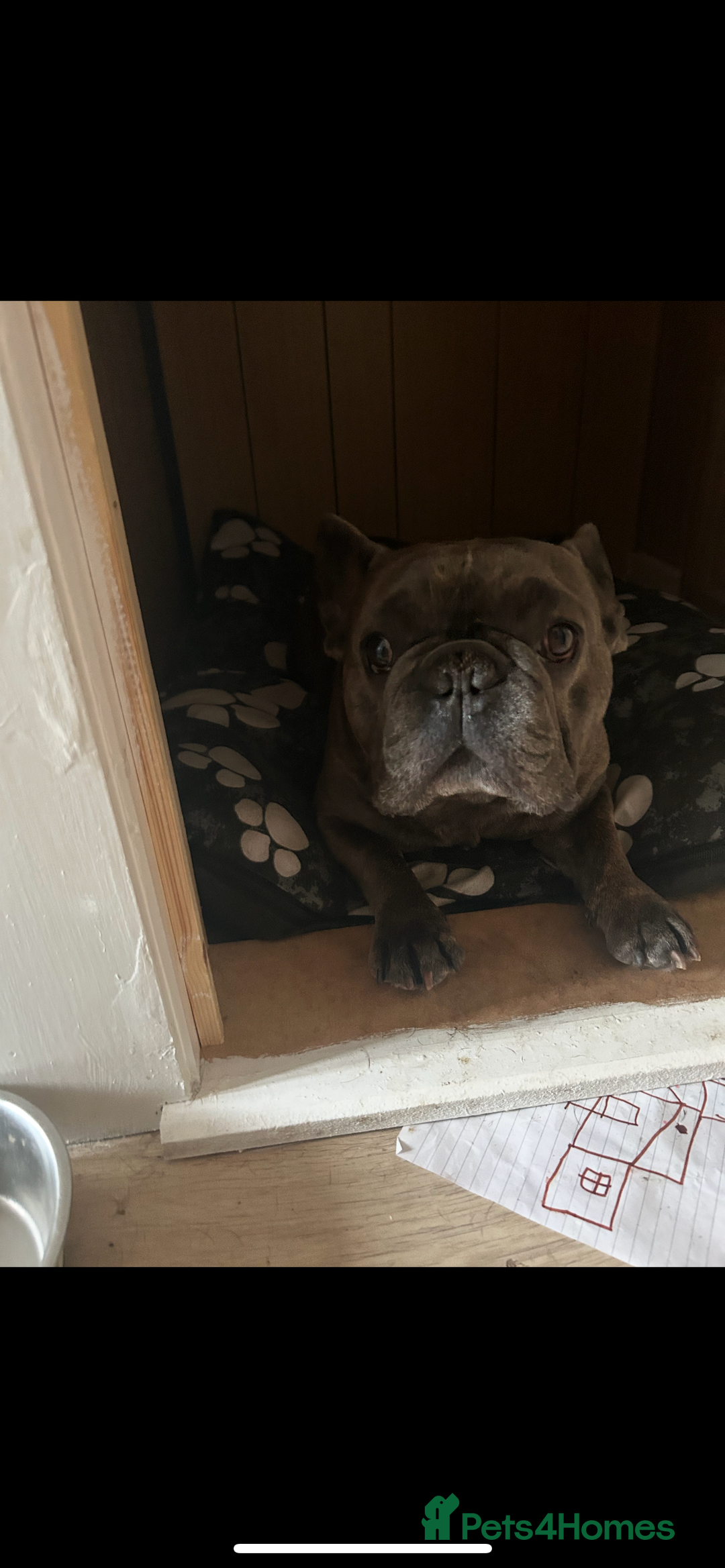 French Bulldog dogs for sale: Tyson  - Image 1