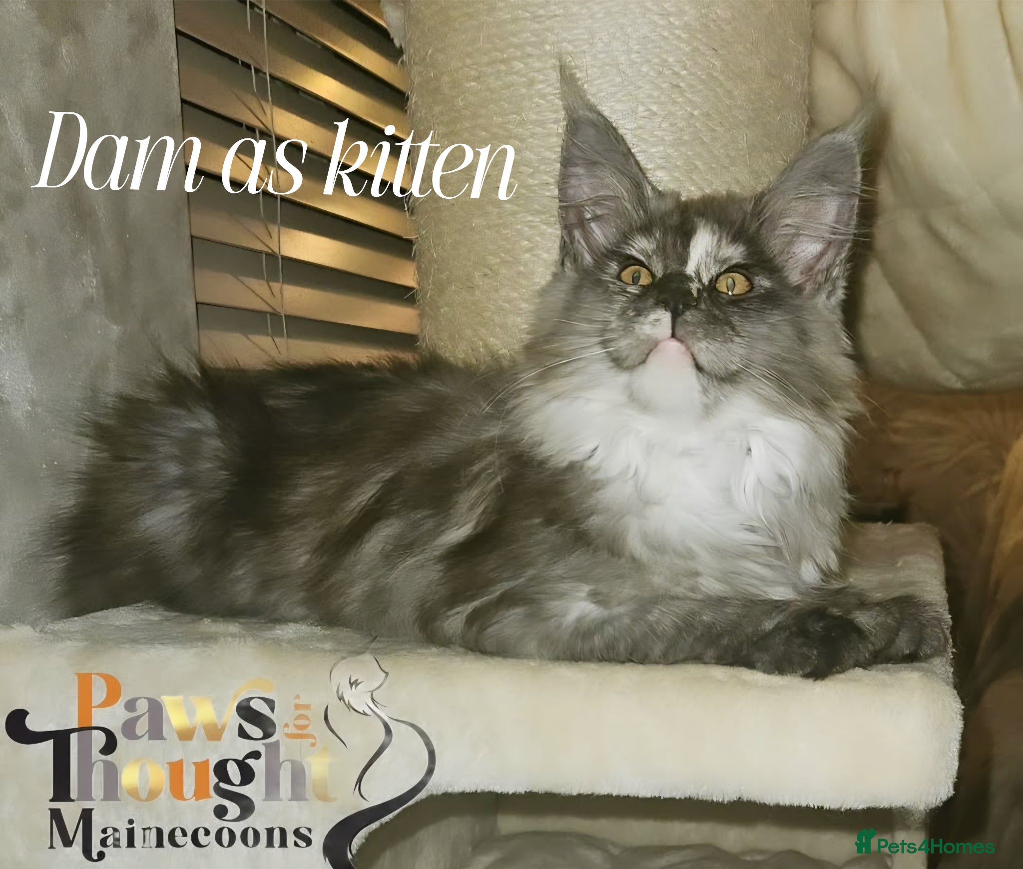 Maine Coon cats Outstanding Quality TICA reg Kittens - Advert 2