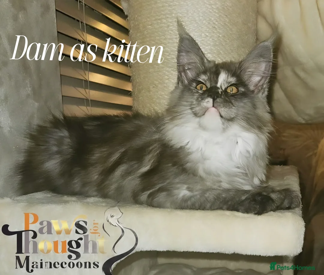Maine Coon cats for sale: Outstanding Quality TICA reg Kittens - Advert 2