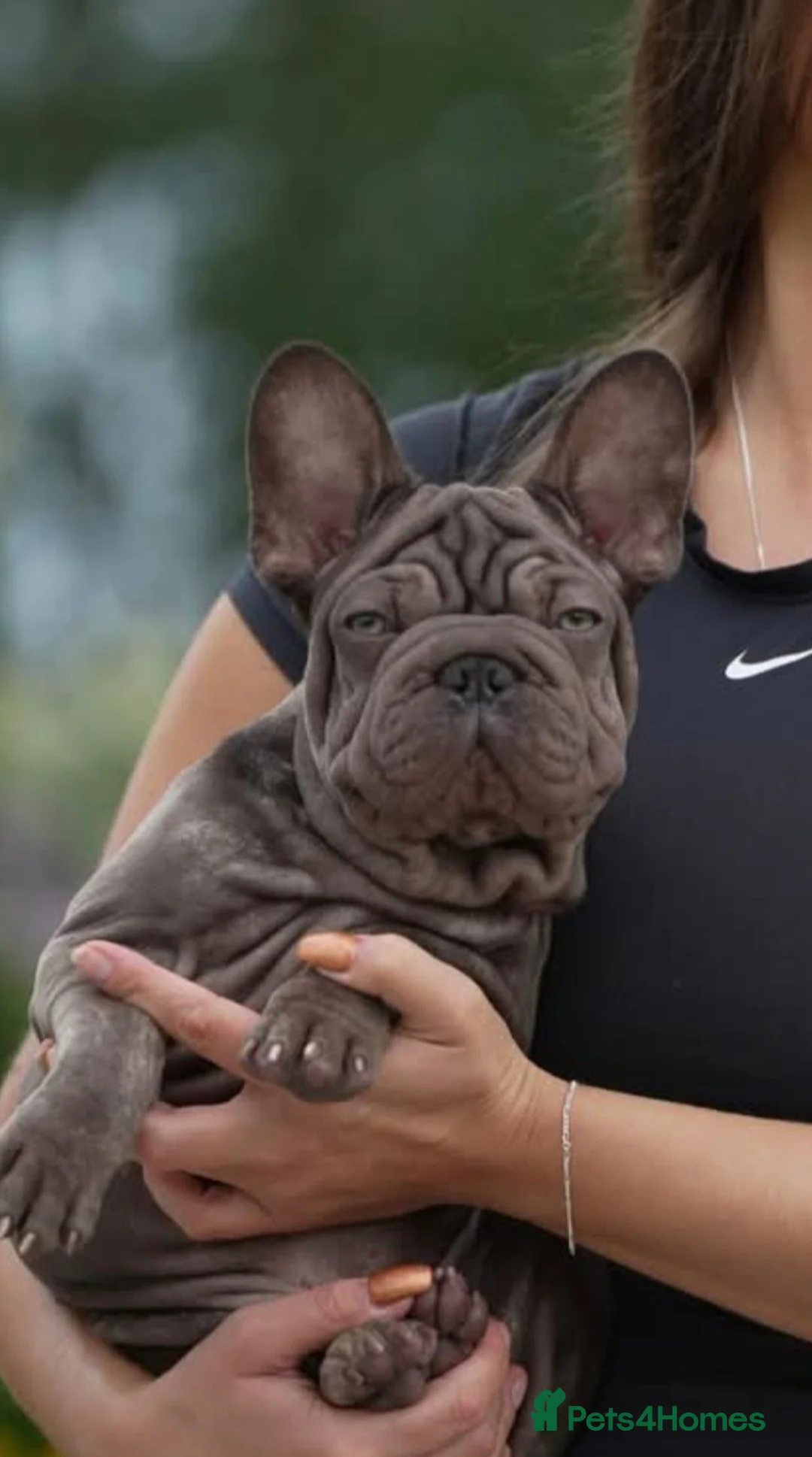French Bulldog dogs for sale: 💥 Velvet Coats and New Shade french Bulldogs 💥 - Advert 2