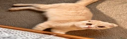 Scottish Fold cats for sale: Scottish fold kittens  - Advert 13