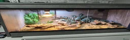 Leopard Gecko reptiles for sale: Healthy yellow leopard gecko with vivarium in Ripley - Advert 6
