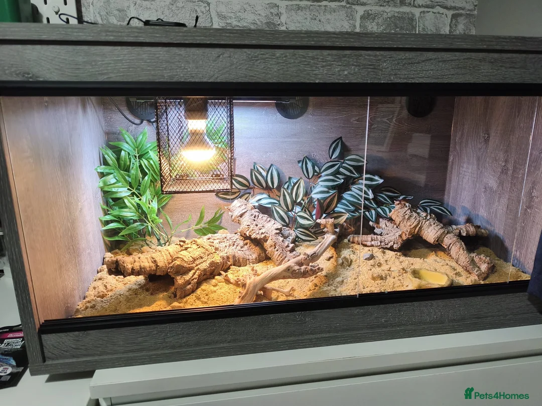 Leopard Gecko reptiles for sale: Healthy yellow leopard gecko with vivarium in Ripley - Advert 6