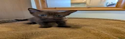 Mixed Breed cats for sale: Burmese Cross kittens - Advert 6