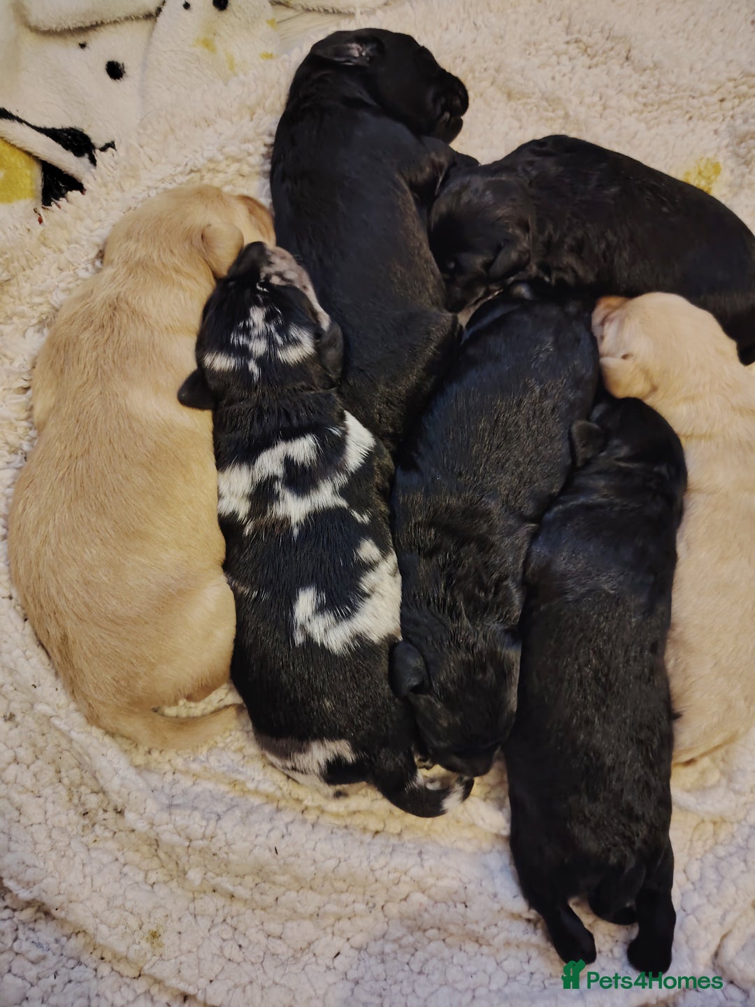 Labradoodle dogs for sale: F1 labradoodles ready 18th december - Image 3