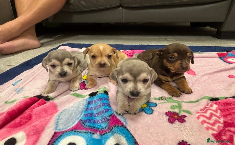 Chiweenie dogs - Advert 2