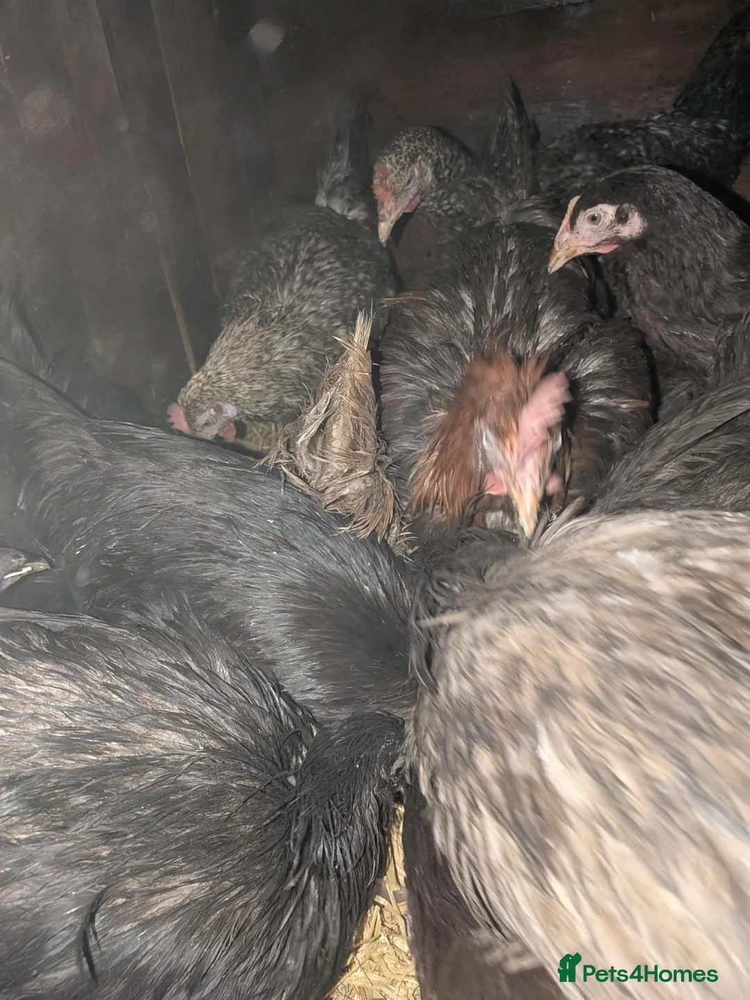 Chickens poultry for sale: Mixed silkie chicks - Advert 2