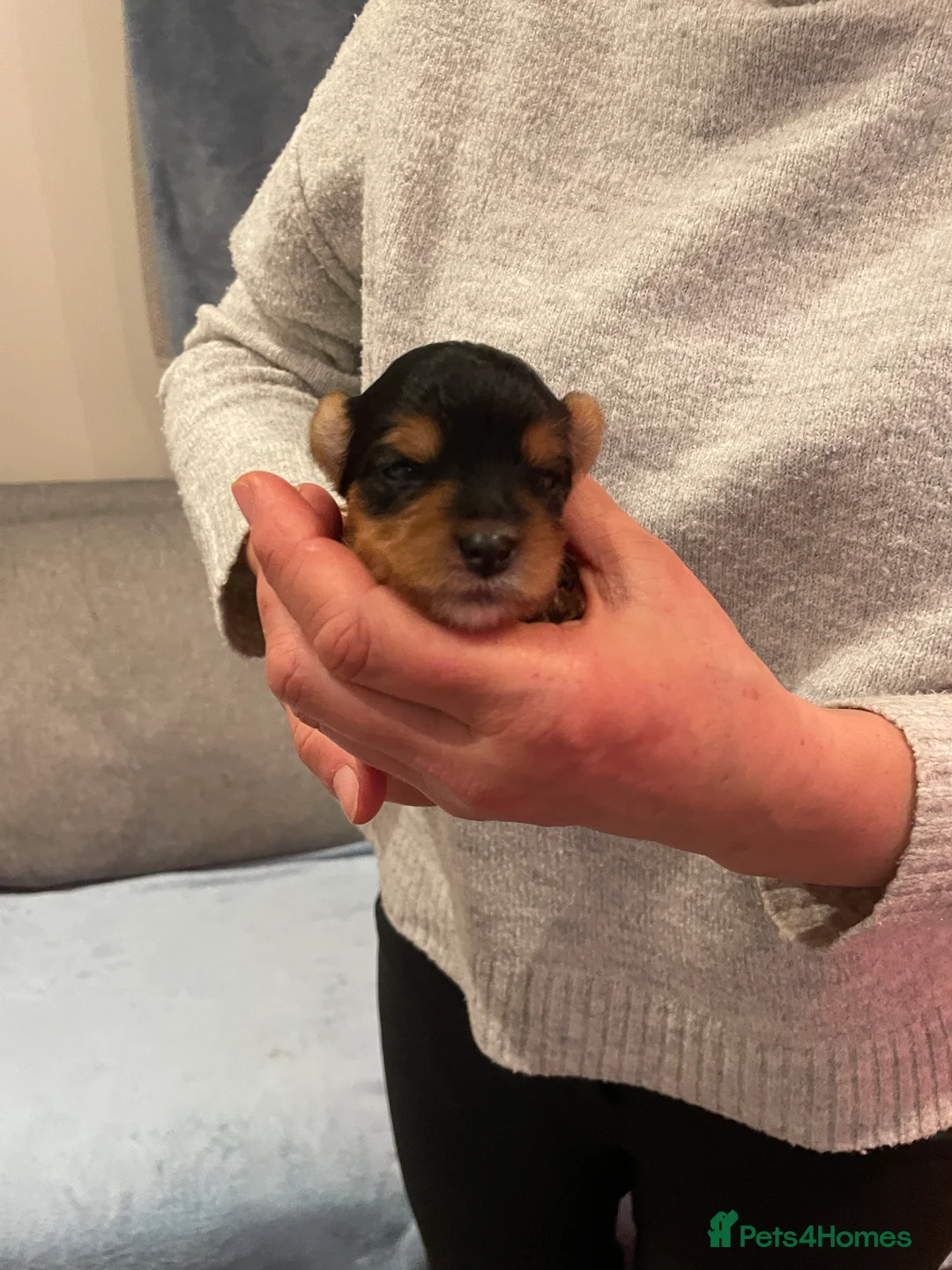 Yorkshire Terrier dogs for sale: Yorkshire Terrier puppies with pedigree in Southampton - Advert 6