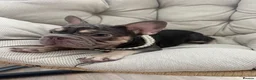 French Bulldog dogs for sale: French Bulldog Blue & Platinum Puppies  - Advert 4