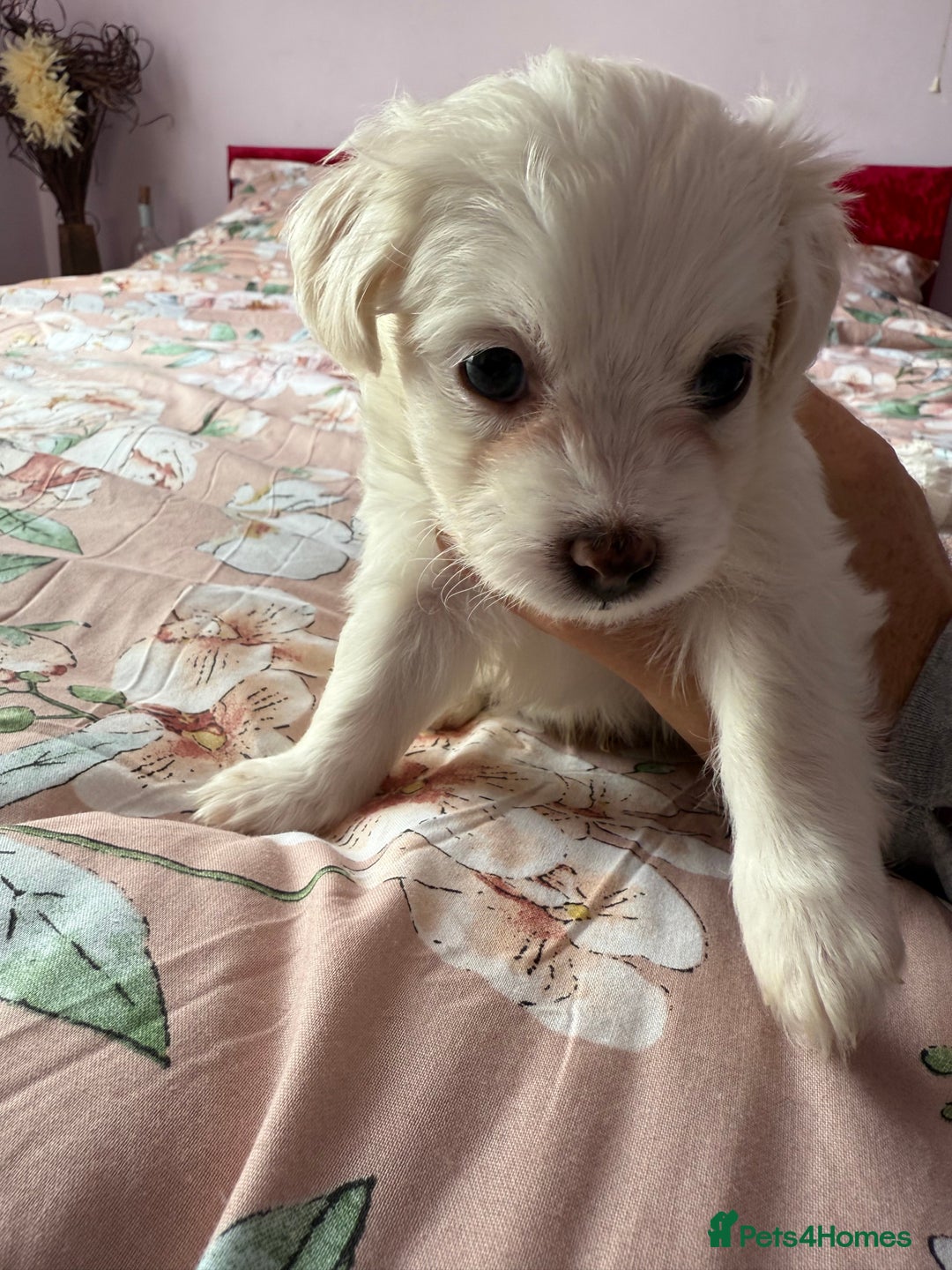 Mixed Breed dogs for sale: Bichon maltez  - Image 1