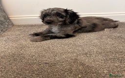 Cockapoo dogs for sale: 🐾Stunning blue merle Cockapoo Girl Puppy🐾 - Image 2