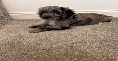 Cockapoo dogs - Advert 1