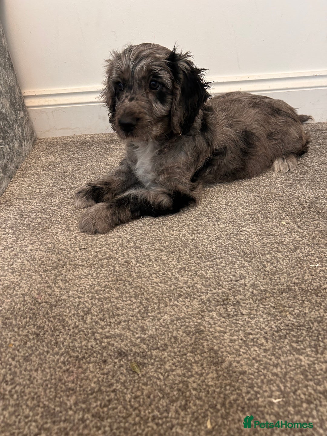 Cockapoo dogs for sale: 🐾Stunning blue merle Cockapoo Girl Puppy🐾 - Image 2
