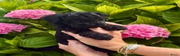 Cavapoo dogs for sale: F1B Cavapoo pups looking for their forever home - Advert 28