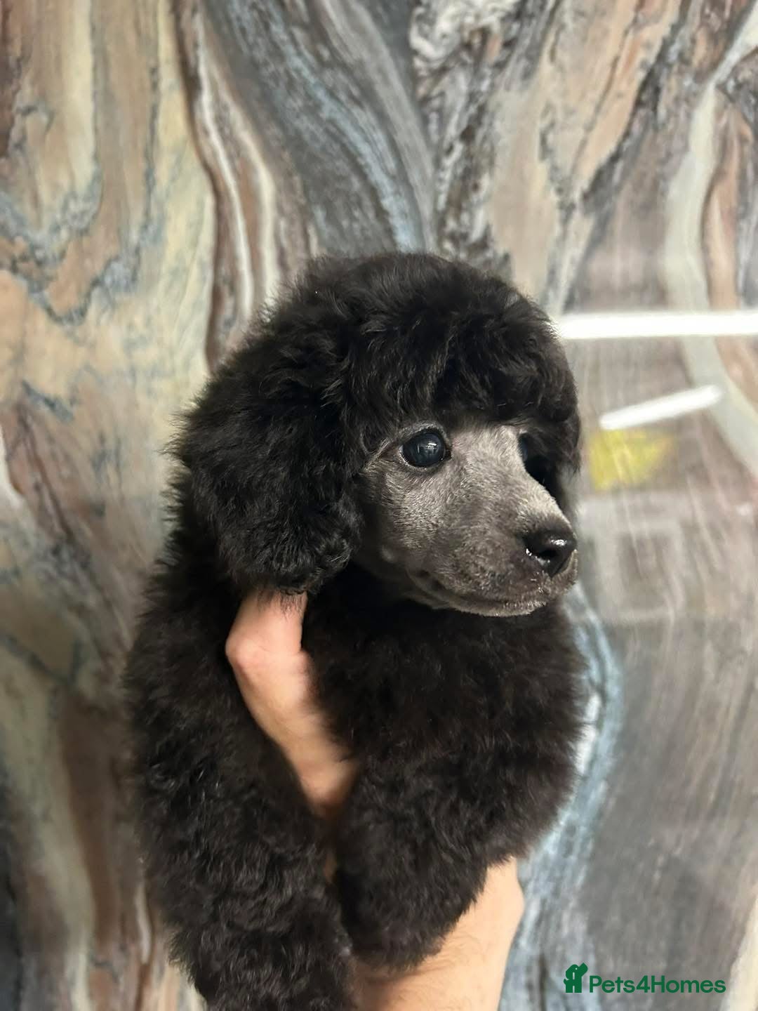 Miniature Poodle dogs for sale: OUTSTANDING SILVER MINI POODLES BEST IN 🇬🇧  - Advert 10