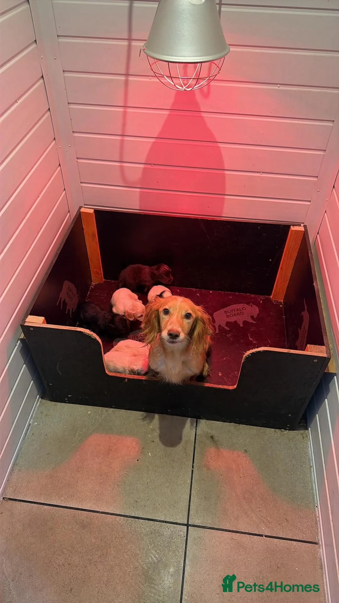 Cocker Spaniel dogs for sale: Cocker spaniel puppies looking for 5* homes - Advert 2