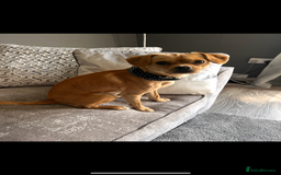Cavalier King Charles Spaniel dogs for stud: Dog for stud  King Charles cavalier  - Image 3