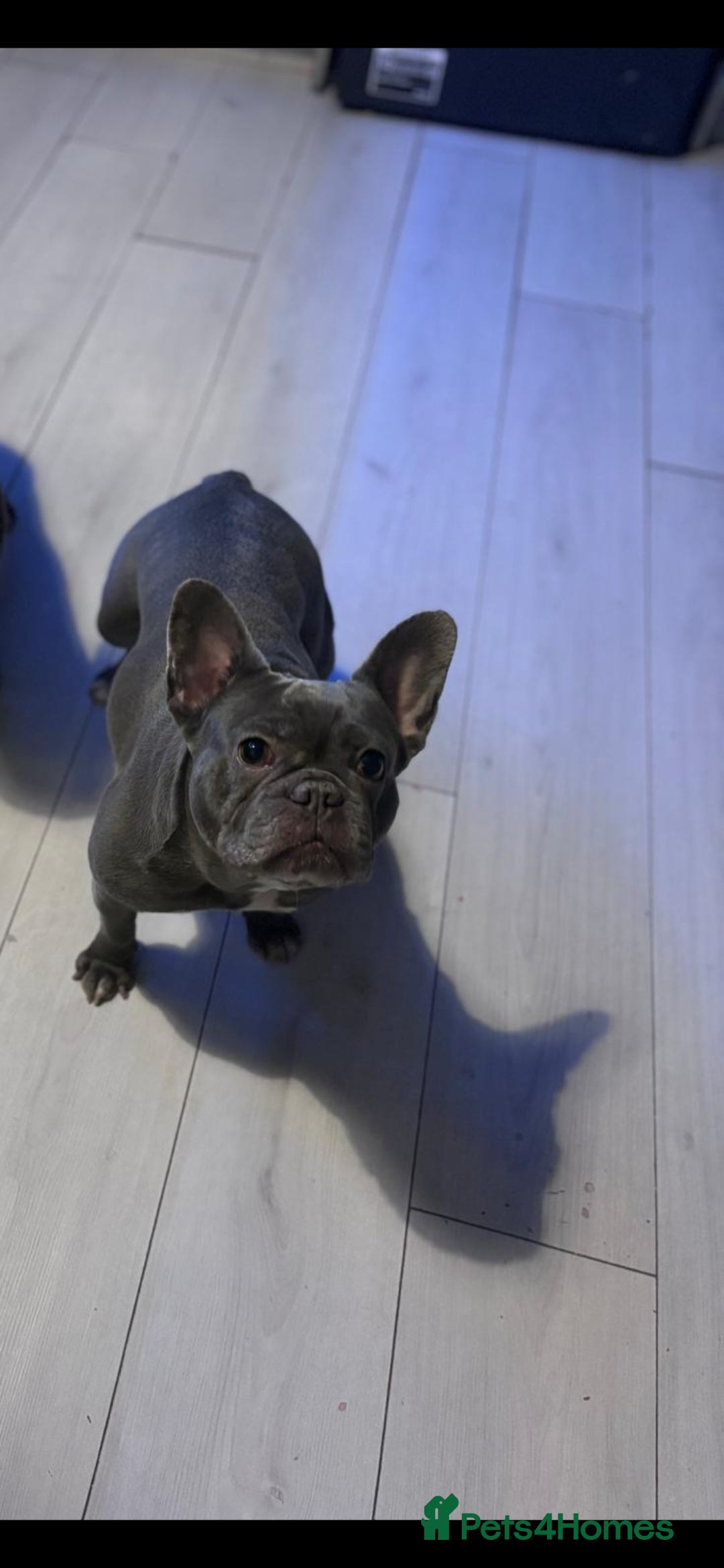 French Bulldog dogs for sale: Male fawn merle french bulldog  - Image 5