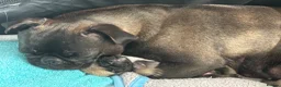 Pug dogs for sale: Purebred Pug Puppies  in Yeovil - Advert 12