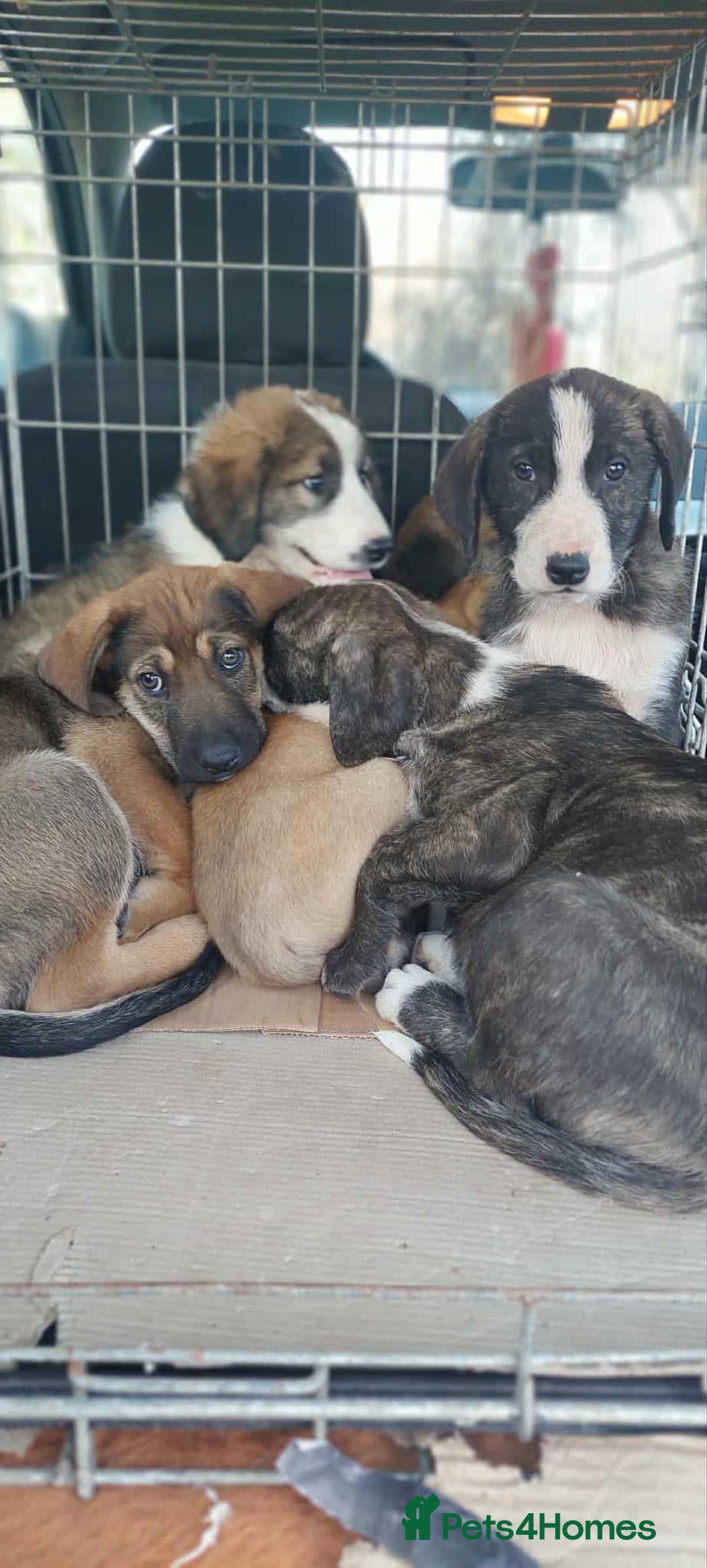 Mixed Breed dogs for adoption: 4.5 months male Macedonian rescue puppy  - Advert 3