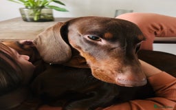 Dachshund dogs for stud: Chocolate and tan standard smooth haired dachshund - Image 8