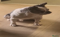 French Bulldog dogs for stud: 🐾 IC1 – Visual Fluffy🧸 | Proven Stud✅️ 🎨✨ in Beckenham - Image 5