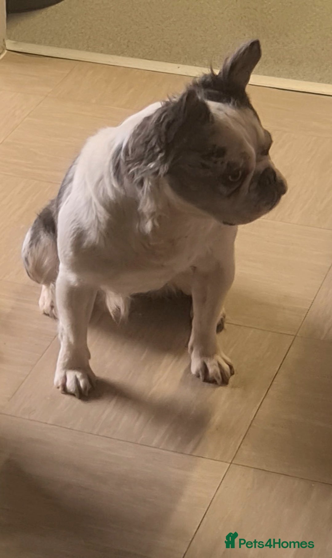 French Bulldog dogs for stud: 🐾 IC1 – Visual Fluffy🧸 | Proven Stud✅️ 🎨✨ in Beckenham - Image 5