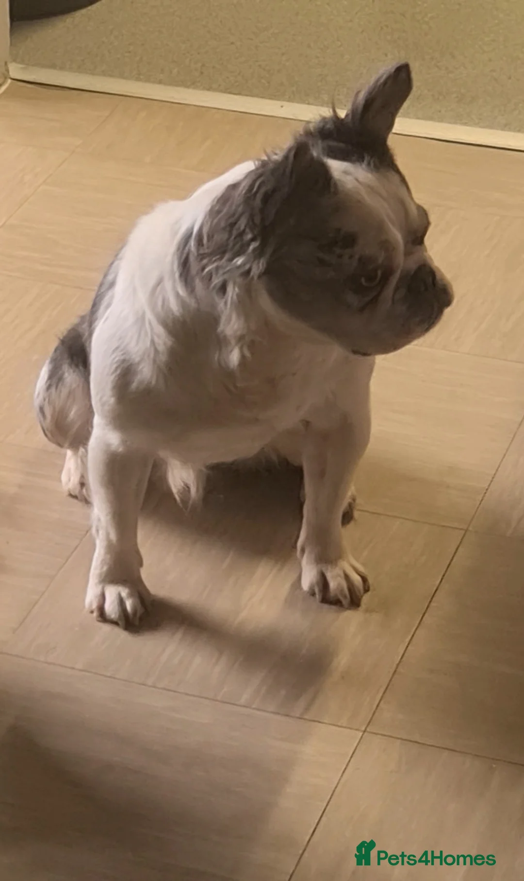 French Bulldog dogs for stud: 🐾 IC1 – Visual Fluffy🧸 | Proven Stud✅️ 🎨✨ in Beckenham - Advert 5