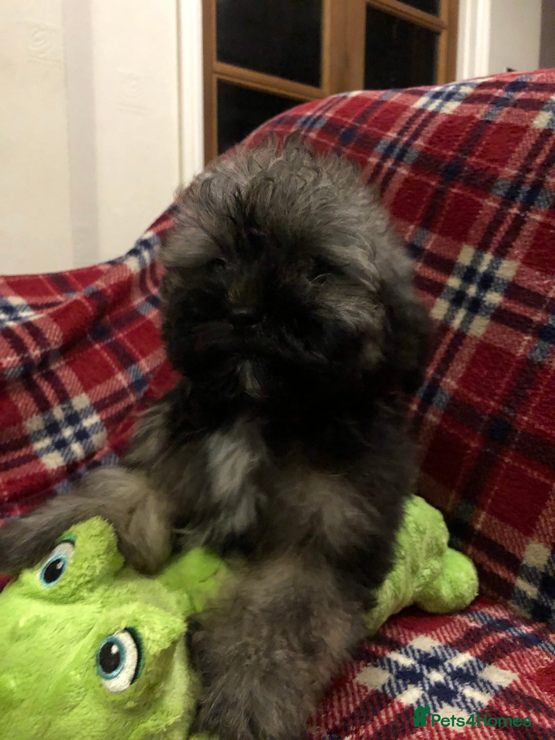 Shihpoo dogs for sale: shihpoo puppies for sale  - Advert 23