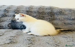 Scottish Fold cats for sale: Gold White Scottish Straight Rare Kitten  - Image 5