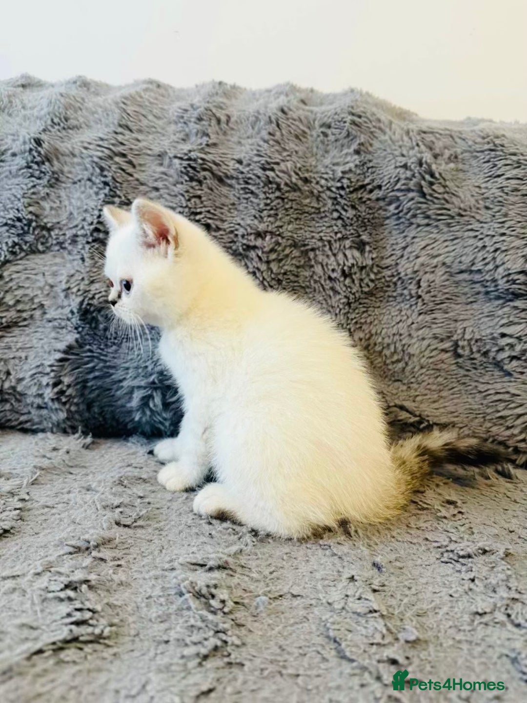 Scottish Fold cats for sale: Gold White Scottish Straight Rare Kitten  - Image 5