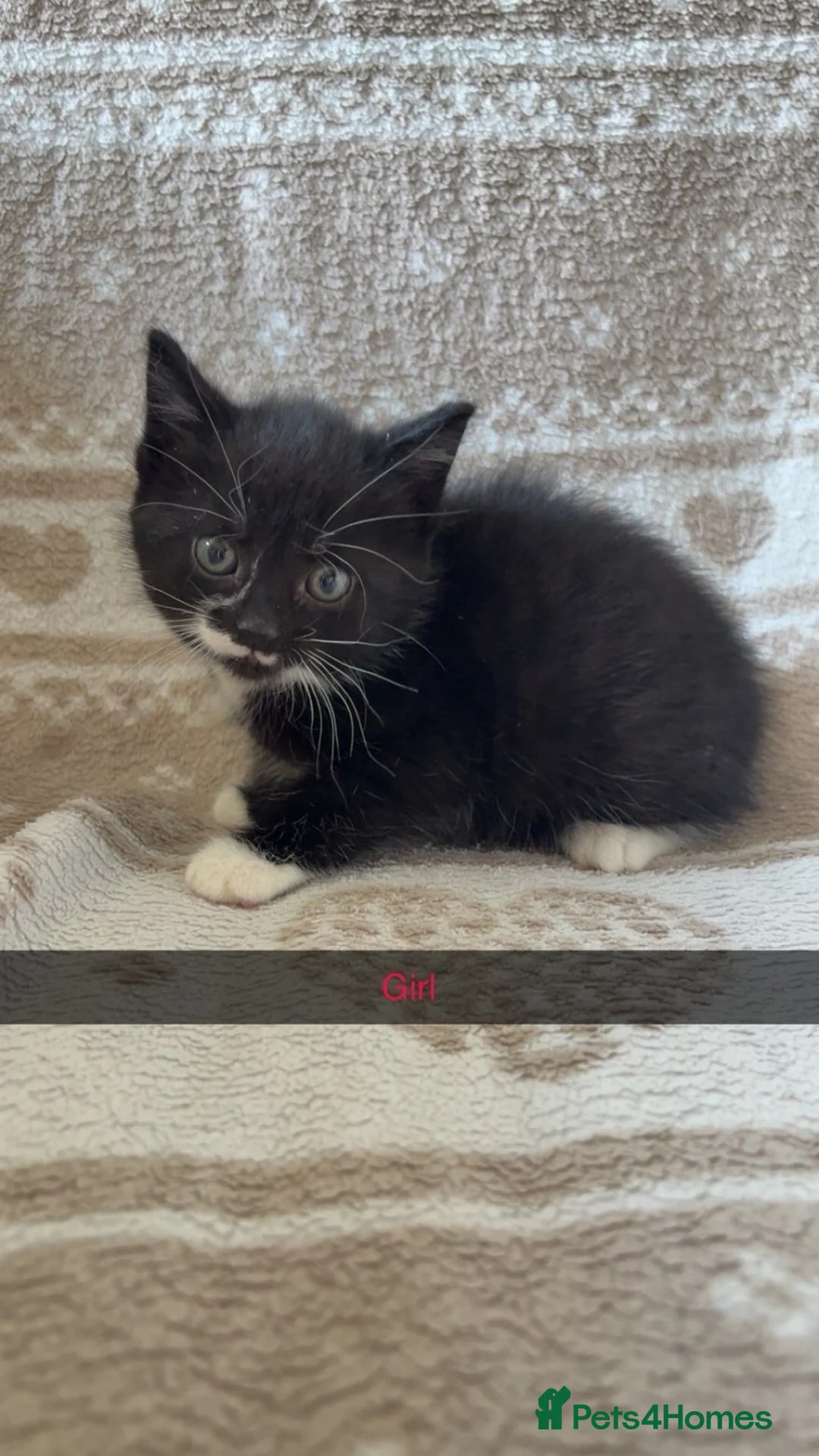Mixed Breed cats for sale: Adorable kittens for sale, ready now, M+F in Barnsley - Advert 2