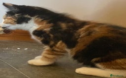 Mixed Breed cats for sale: KITTENS for Sale - Boys and Girls - Advert 6