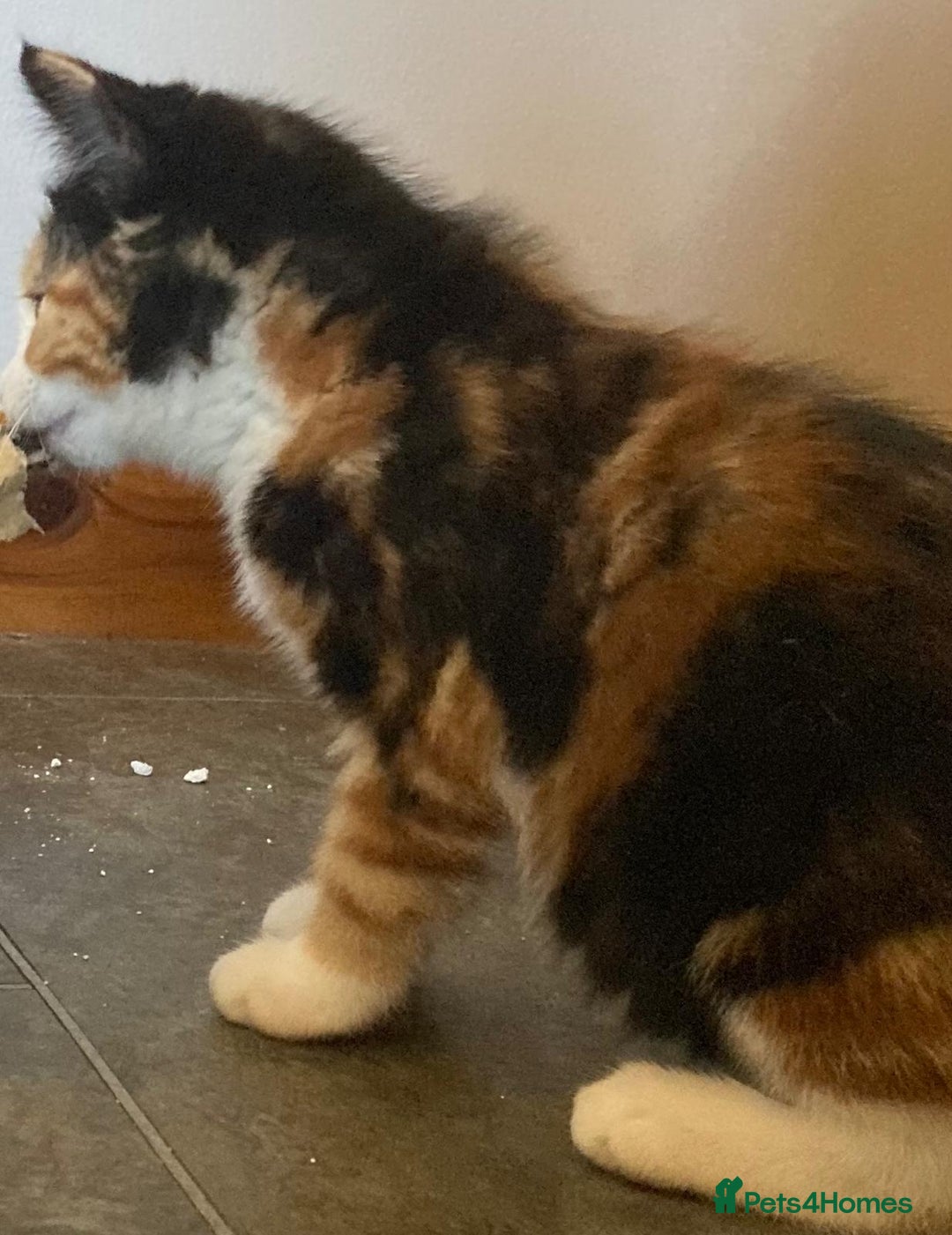 Mixed Breed cats for sale: KITTENS for Sale - Boys and Girls - Advert 6