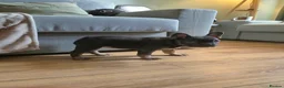 French Bulldog dogs for sale: Last two females ready this weekend, KC Registered - Advert 13