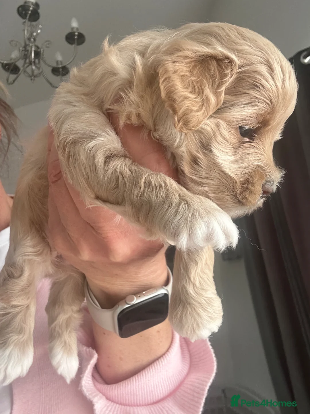 Maltipoo dogs for sale: Maltipoo F1  - Advert 1