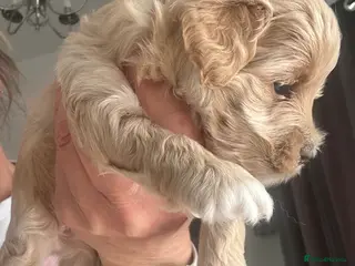 Maltipoo dogs Maltipoo F1 - Advert 6