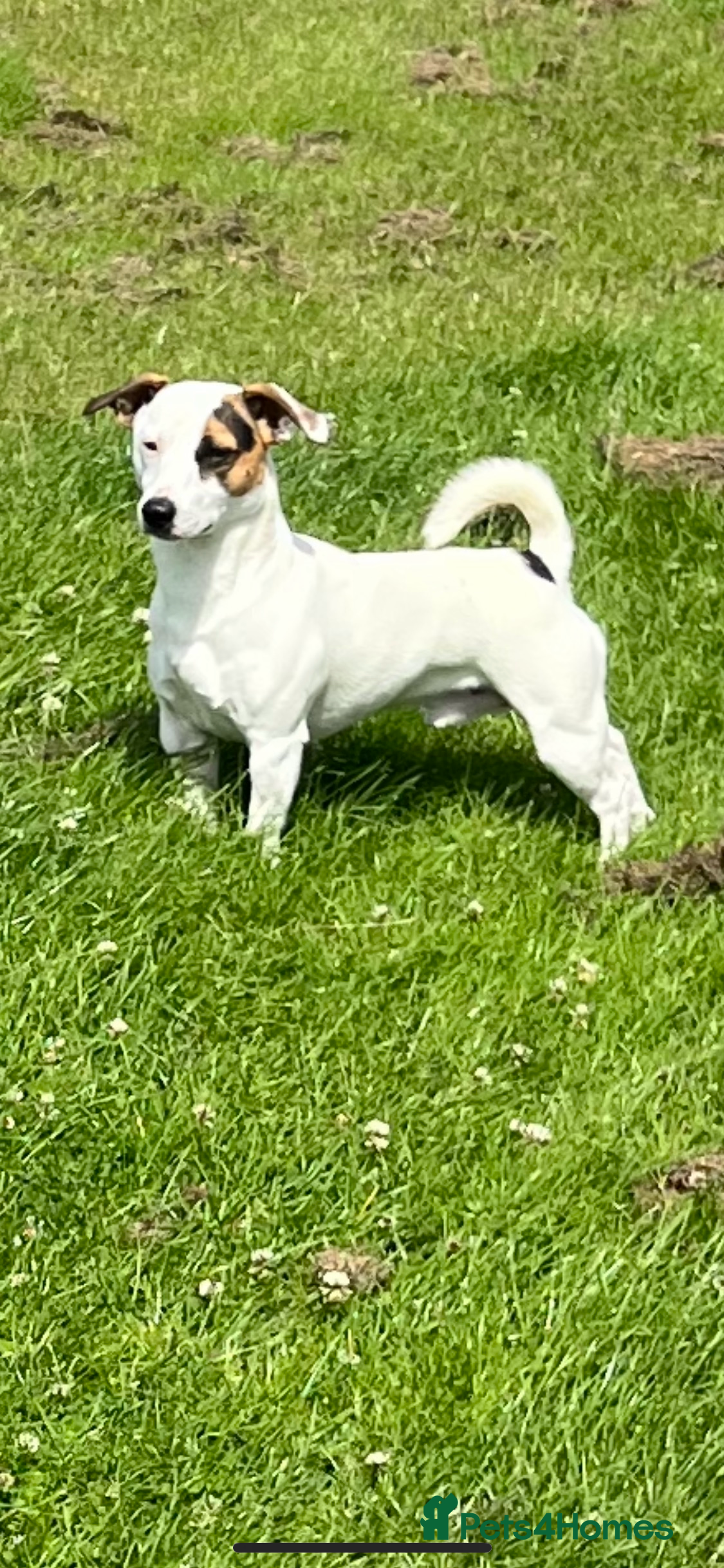 Jack Russell dogs Jack Russell For Stud - Advert 1