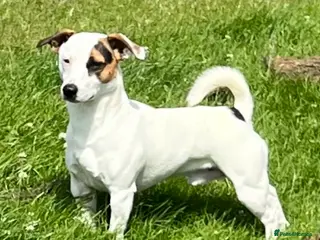 Jack Russell dogs Jack Russell For Stud - Advert 12