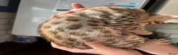Savannah cats for sale: Savannah F5 Bengal hybrid  in Goole - Advert 3