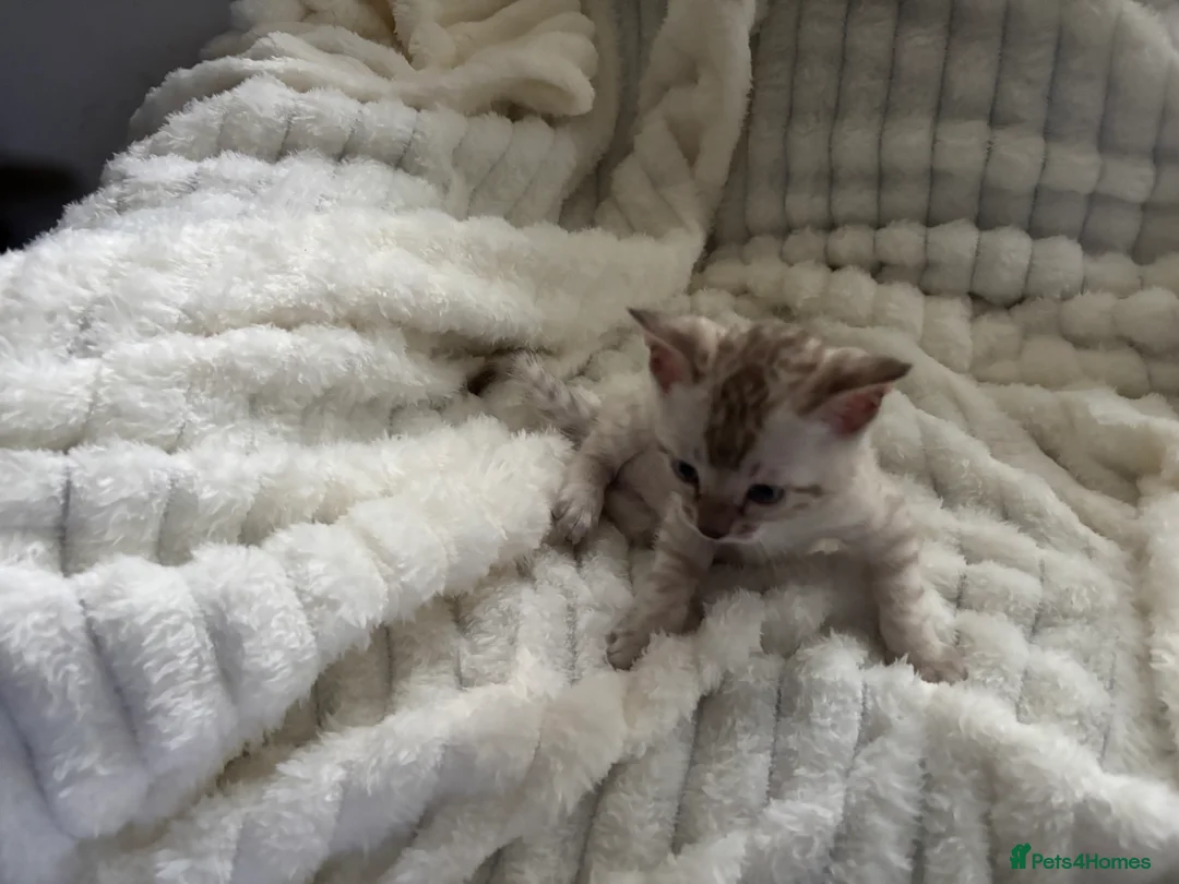 Bengal cats for sale: Bengal kittens 1 snow lynx 3 brown - Advert 21