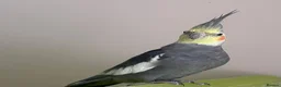 Cockatiels birds for sale: 2 Cockatiels, cage & accessories included  - Advert 2