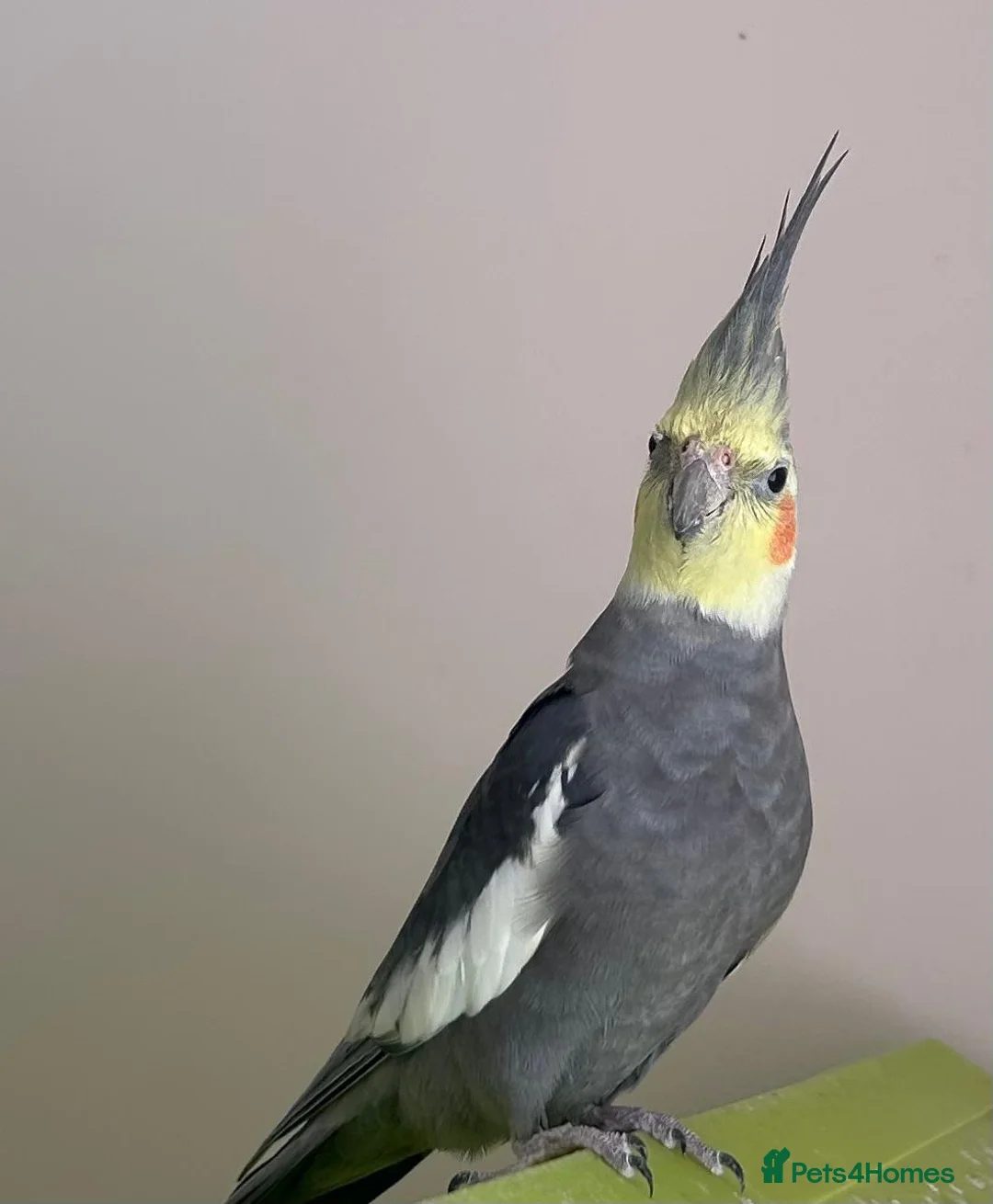 Cockatiels birds for sale: 2 Cockatiels, cage & accessories included  - Advert 2