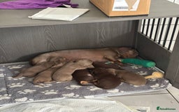 Miniature Dachshund dogs for sale: Gorgeous Miniature Daschund puppies 🐶🤍  - Image 2