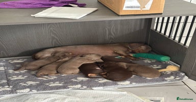 Miniature Dachshund dogs - Advert 15