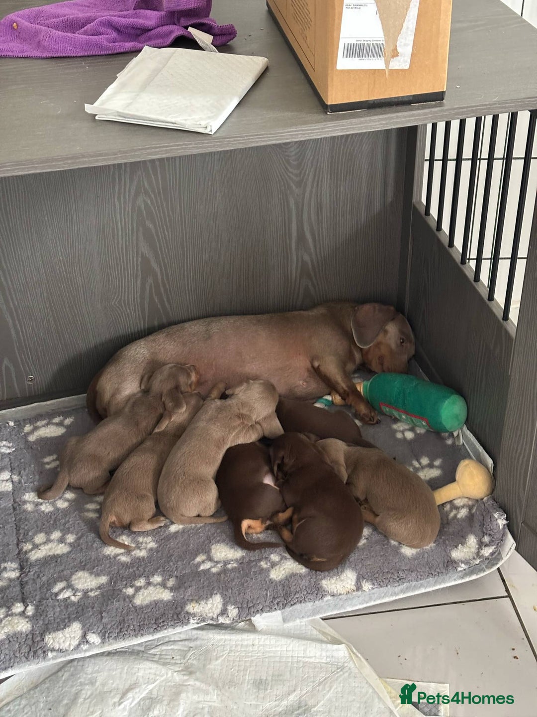 Miniature Dachshund dogs for sale: Gorgeous Miniature Daschund puppies 🐶🤍  - Image 2