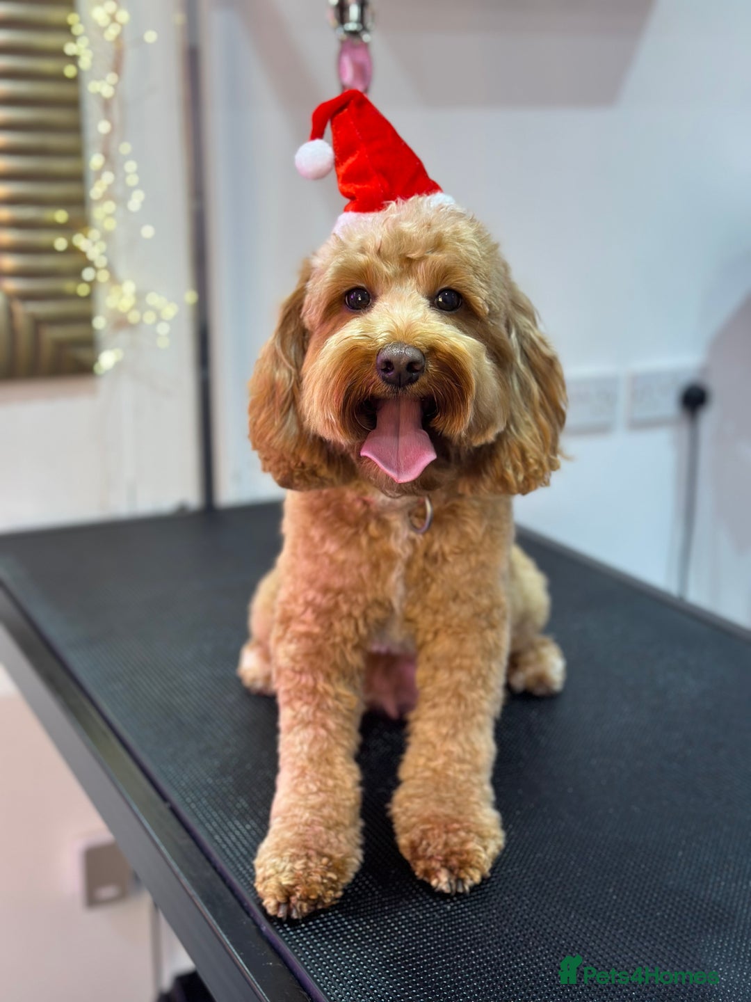 Gallery Image {{count}}