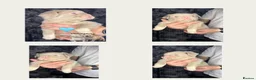 French Bulldog dogs for sale: 💥 READY SOON 💥 7 fluffy frenchies  - Advert 4
